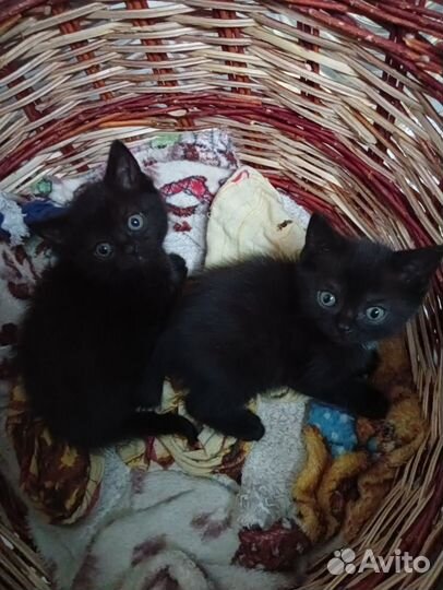 Котята в добрые руки бесплатно