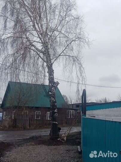 Дрова береза