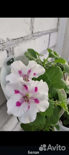 Пеларгония герань