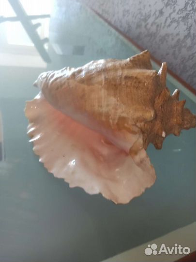 Морские ракушки раковины