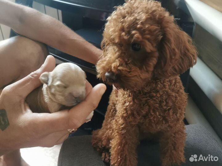 Собаки щенки