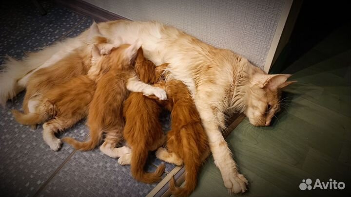 Котята Мейн-кун