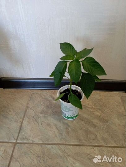 Рассада сладкого перца(Талисман, Касабланка, Нежн