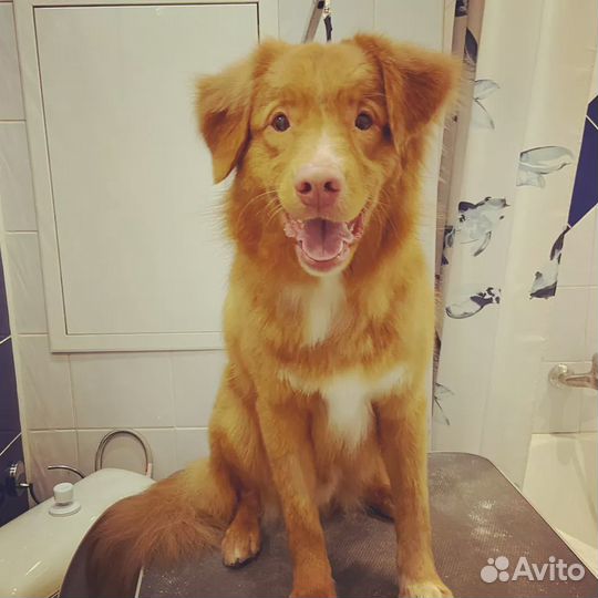 Новошотландский ретривер вязка