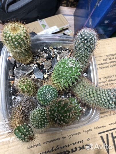 Кактусы в наборе
