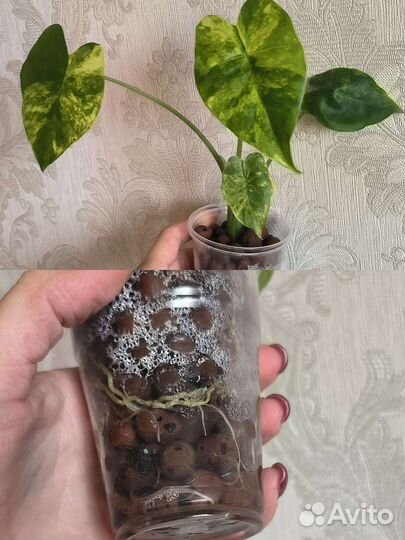 Алоказия гагеана вар, Адениум, Монстера альба