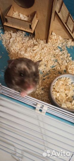 Сирийский хомяк с клеткой