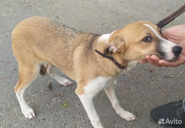 Собаки в добрые руки. Возраст 7 месяцев