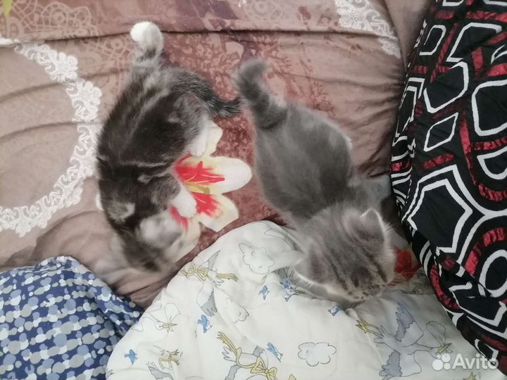 Шотландские котята