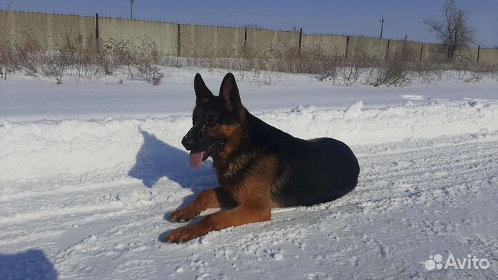 Вязка. Немецкая овчарка