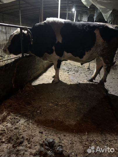 Быки живым весом