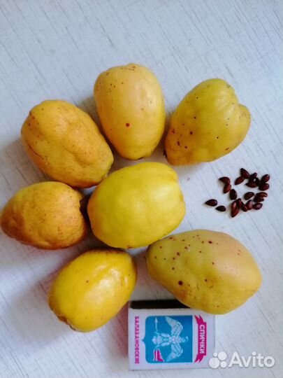 Айва японская