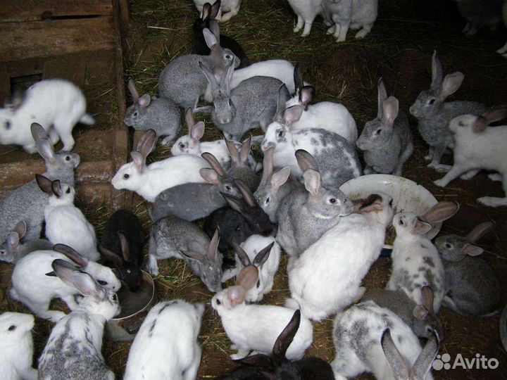 Кролики