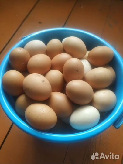 Домашние куриные яйца