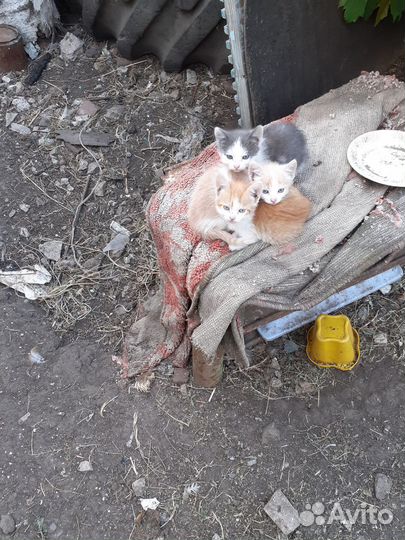 Котята бесплатно