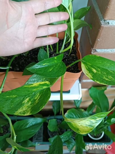 Эпипремнум золотистый