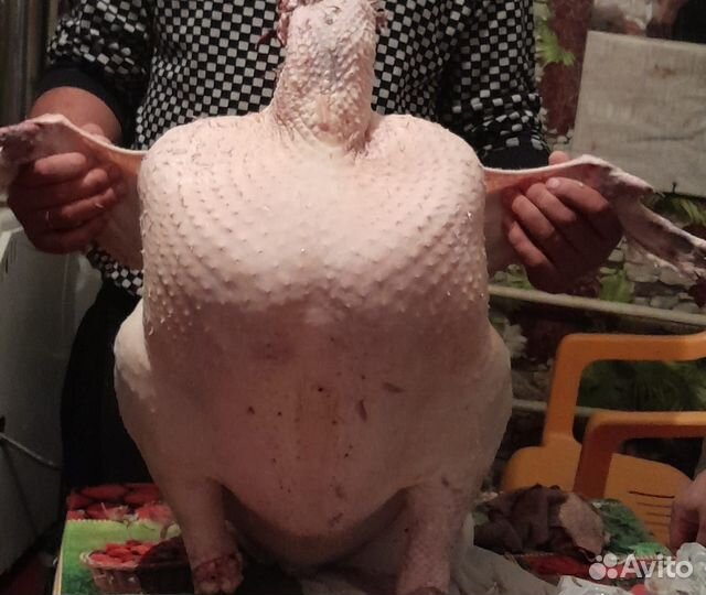 Шипами (утей,гусей,кур,индюки)