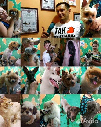 Стрижка собак. Грумер