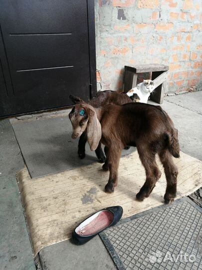 Козлята Нубо Камори