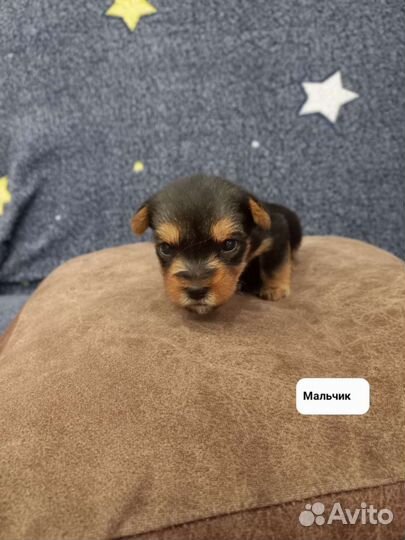 Йоркширский терьер