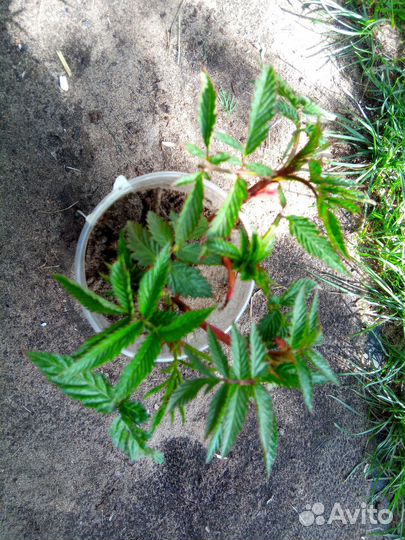 Тибетская малина в стакане со свежей корневой