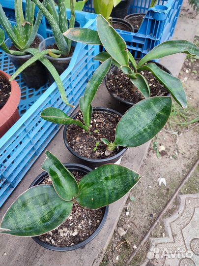 Сансевиерия сортовая