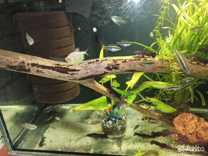 Корм для рыбок аквариумных