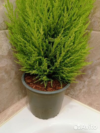 Купрессус голд Вилма(Доставка)