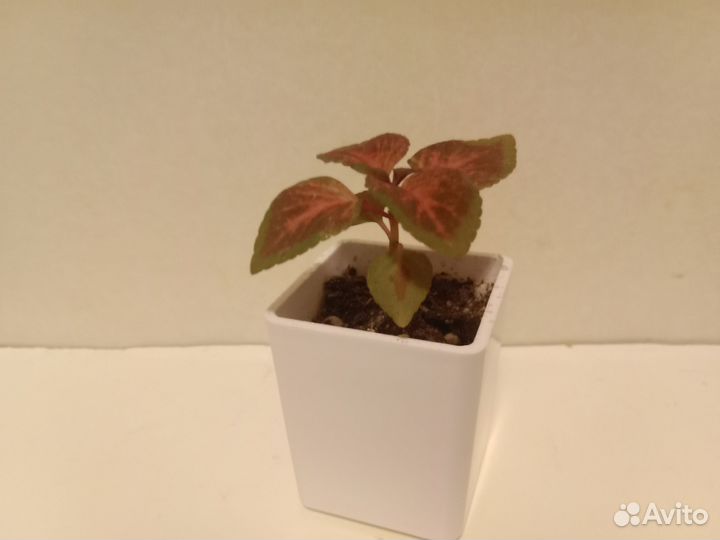 Колеусы разных сортов