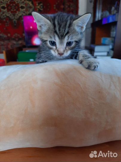 Кошки в добрые руки бесплатно