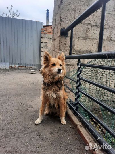 Собака в добрые руки бесплатно