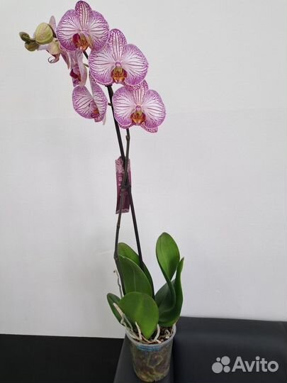 Орхидея