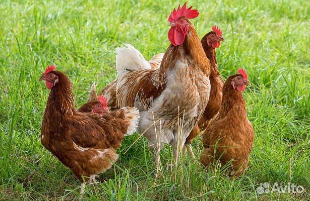 Куры несушки