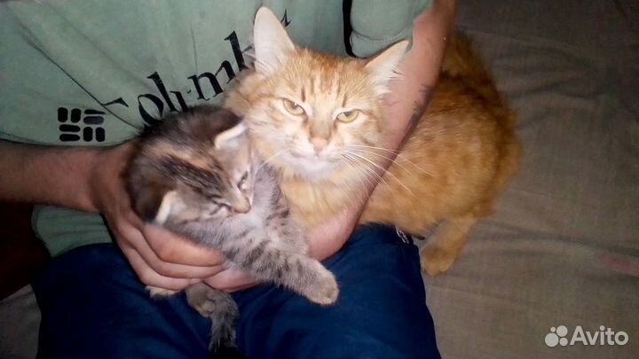 Котенок девочка от мамы сибирской