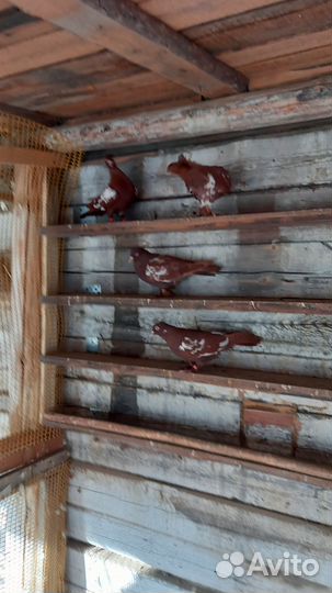 Продажа голубей