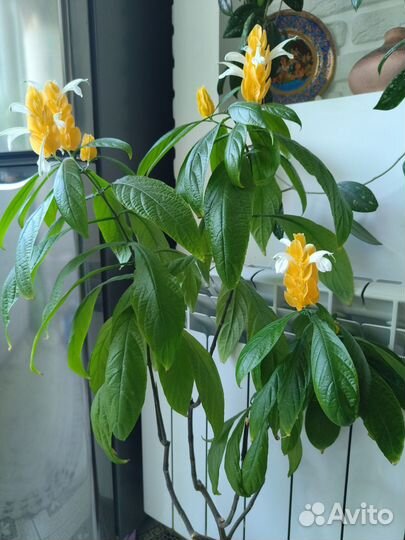 Пахистахис