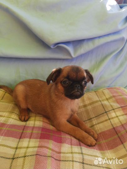 Пти брабансон