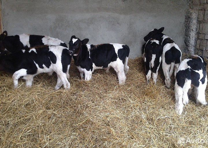 Телята бычки на откорм