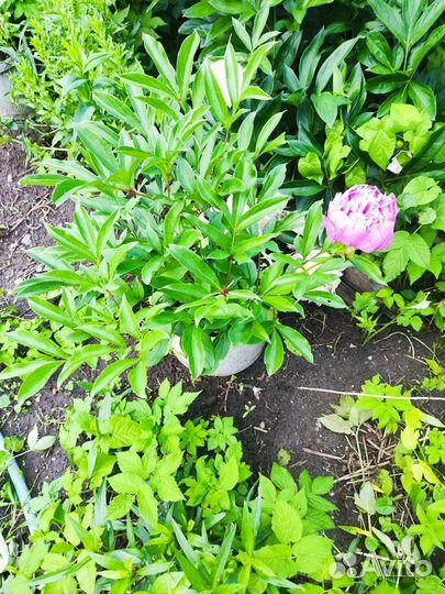 Саженцы пиона