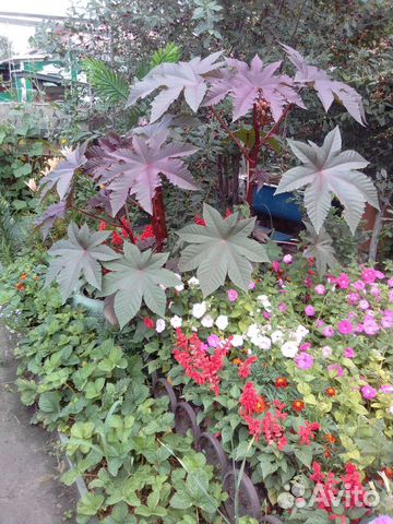 Клещевина(семена)