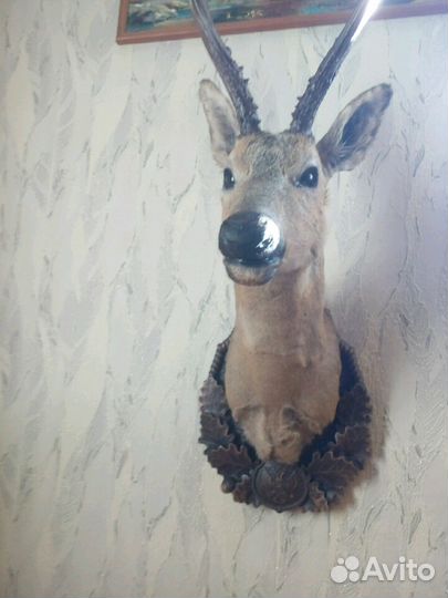 Таксидермист (чучельник). Изготовление чучел, наст