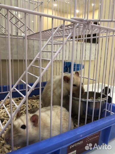 Декоративные крысы