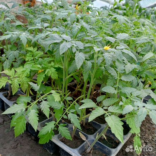 Рассада,помидор, огурцов, капусты