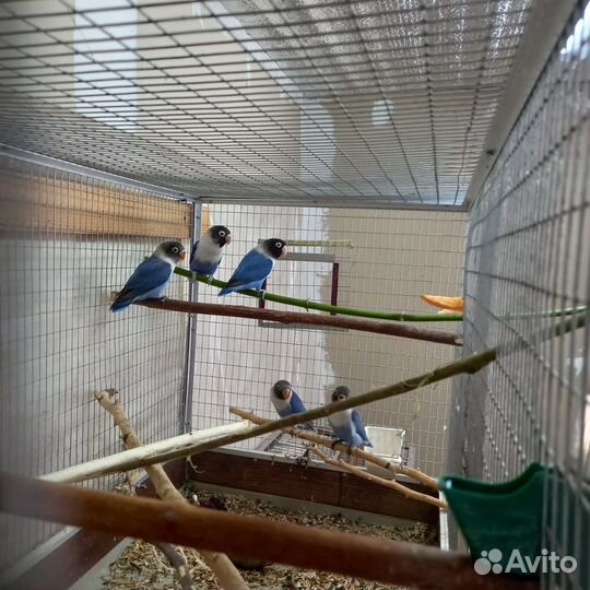 Масковые неразлучники