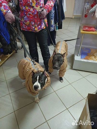 Дождевики для больших и средних собак