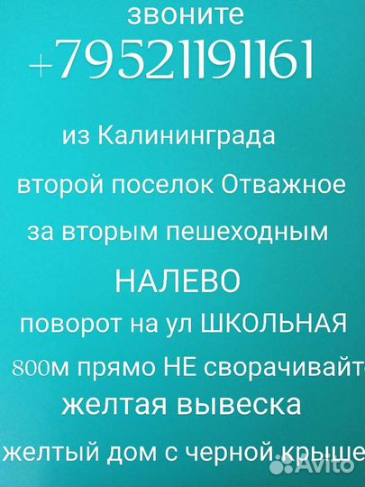 Черемуха саженцы