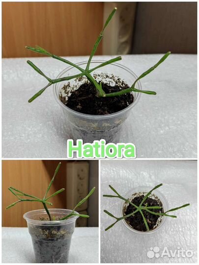 Суккуленты крассула хавортия хатиора