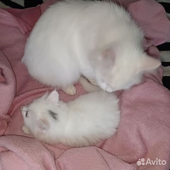 Котята турецкой ангоры