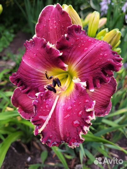 Лилейник Spacecoast Sharp Tooth