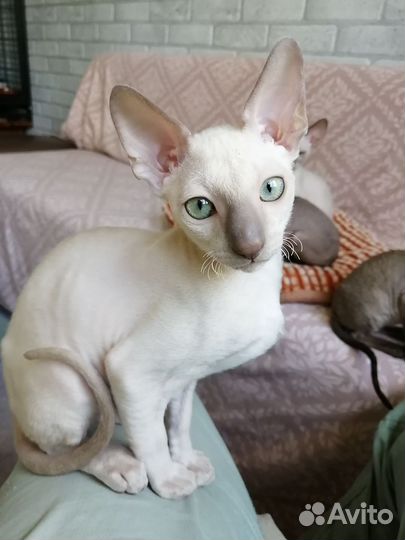 Кошечки и котики Корниш рекс